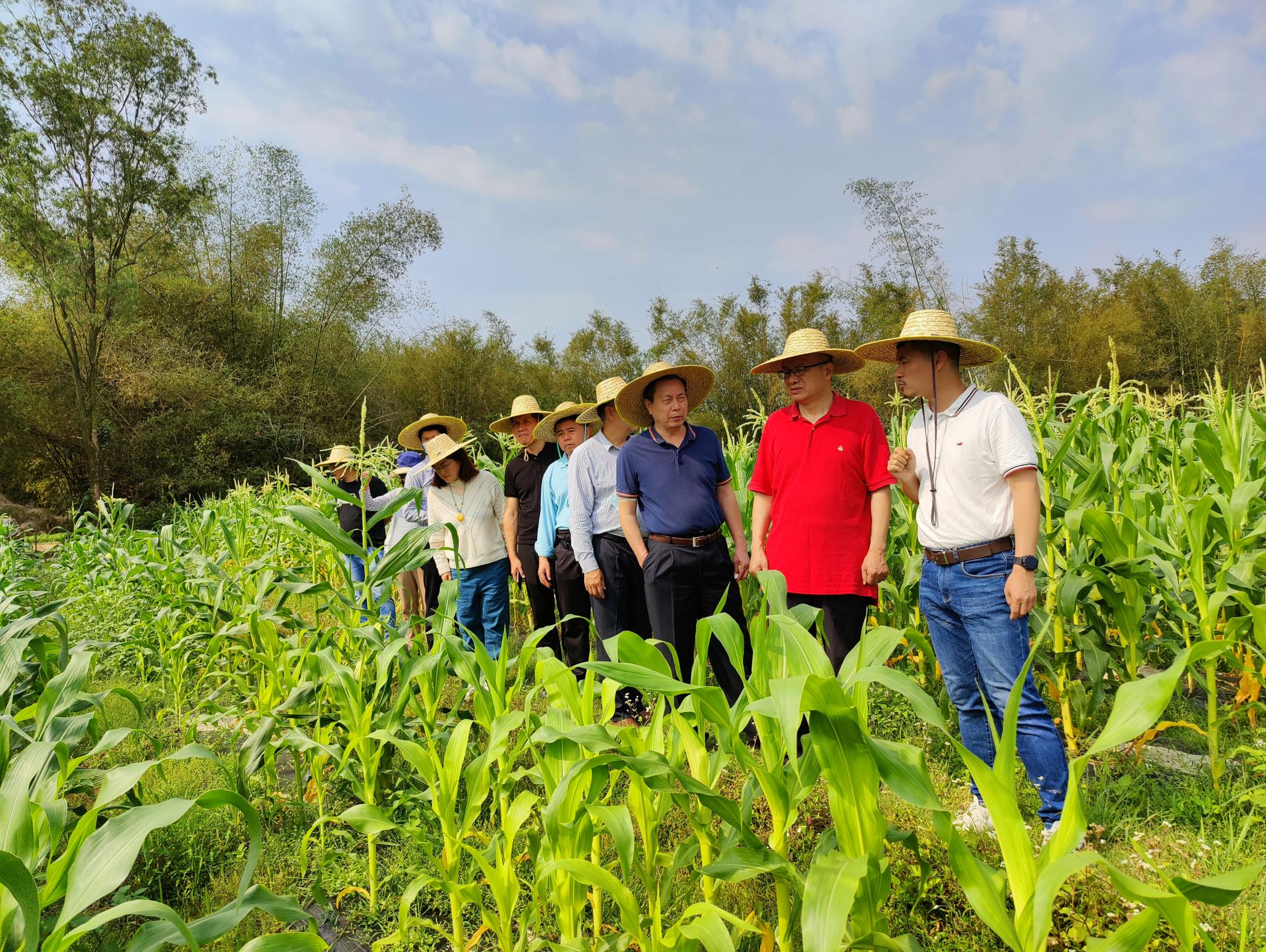 村团队在阳西县塘口镇开展农业产业规划调研-仲恺农业工程学院新闻网