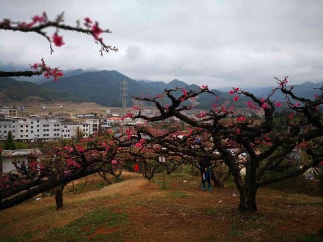 今年春天，连平县上坪镇桃花盛开成为一景。