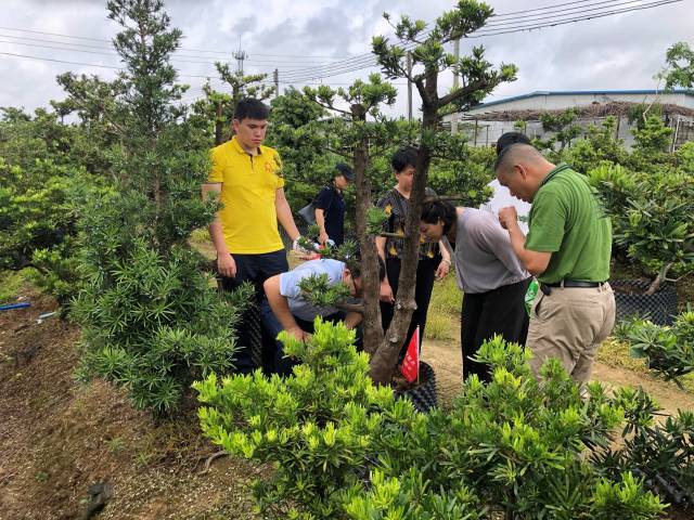 现场演示红火蚁的识别及防控方法