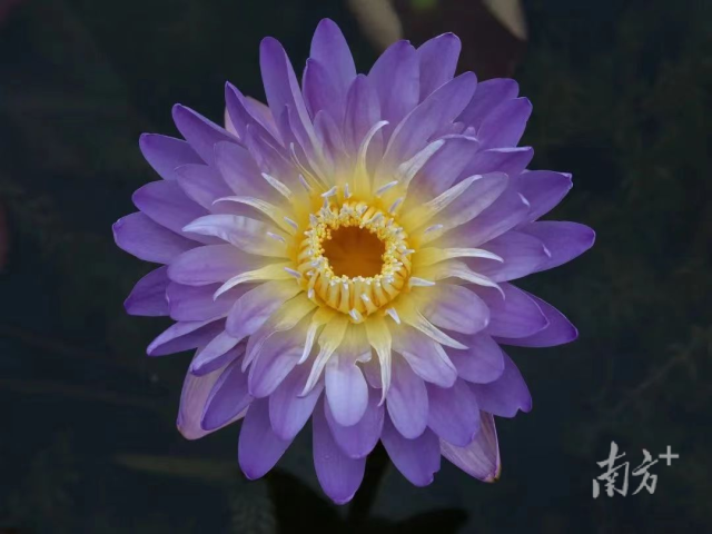 “薰衣草薄雾”。