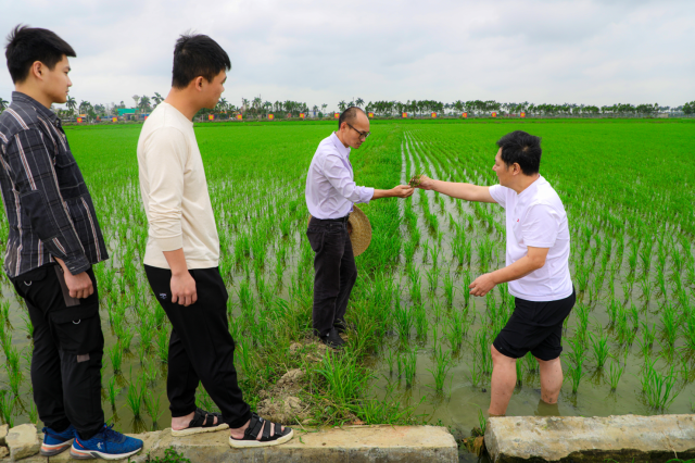 仲恺农业工程学院牵头的广东省乡村振兴驻雷州市松竹镇驻镇帮镇扶村工作队指导当地水稻产业 仲恺农业工程学院牵头的广东省乡村振兴驻雷州市松竹镇驻镇帮镇扶村工作队指导当地水稻产业