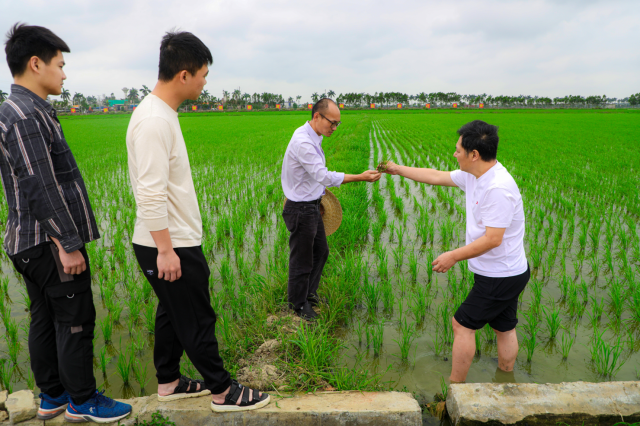 仲恺农业工程学院牵头的广东省乡村振兴驻雷州市松竹镇驻镇帮镇扶村工作队指导当地水稻产业