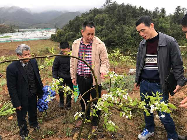 柳建良教授给农户解答鹰嘴蜜桃疑难