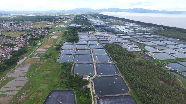 庐山村对虾养殖塘航拍。