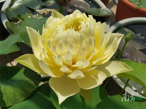 陆炜桦育成的黄绿色丰花型荷花品种“林亭春霭”。