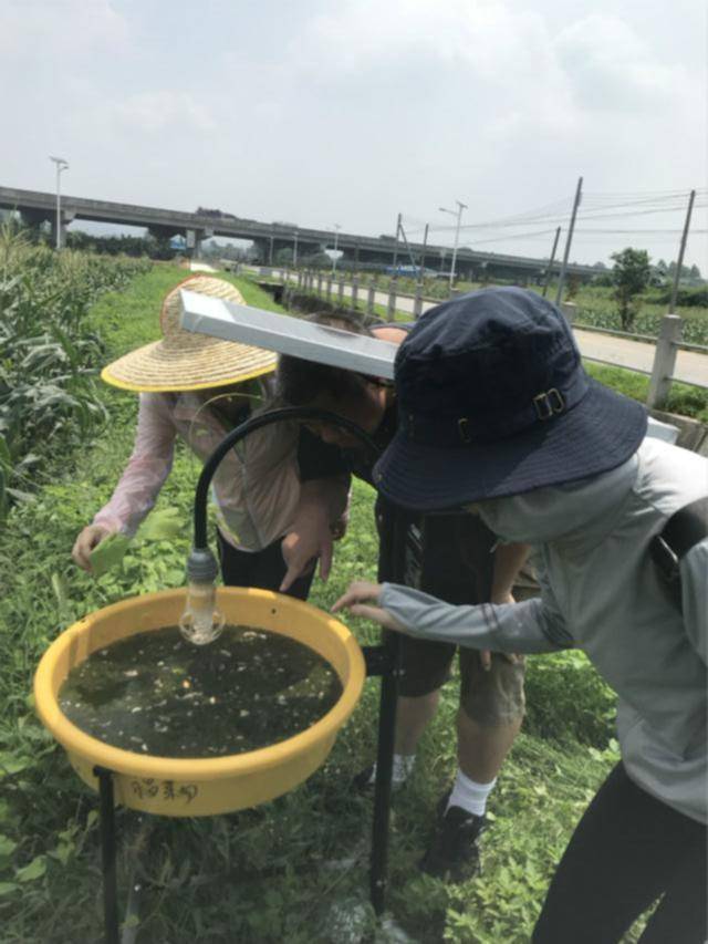 黄素青团队下乡调研草地贪夜蛾的发生情况